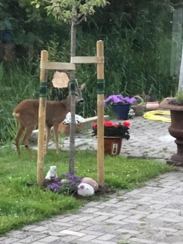 Apartament Onder De Pannen Stavoren Zewnętrze zdjęcie